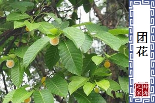 团花