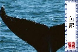 鱼尾