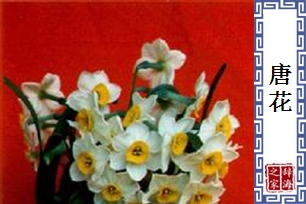 唐花