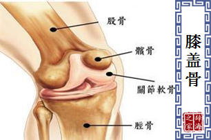 膝盖骨