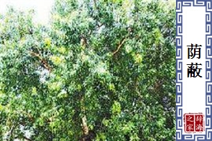 荫蔽的意思、造句、近义词