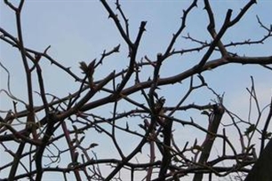 荆棘的意思、造句、反义词