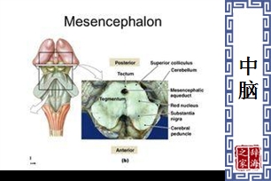 中脑