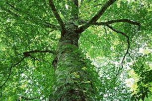 茂盛的意思、造句、反义词