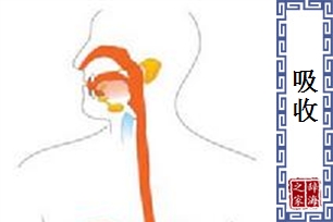 吸收的意思、造句、近义词