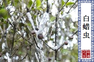 白蜡虫