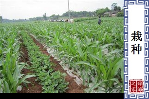 栽种的意思、造句、反义词