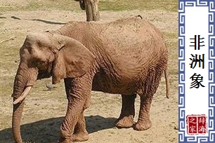 非洲象