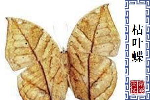 枯叶蝶