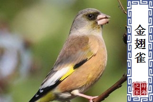 金翅雀