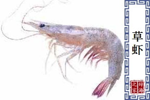 草虾