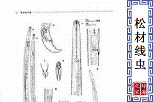 松材线虫