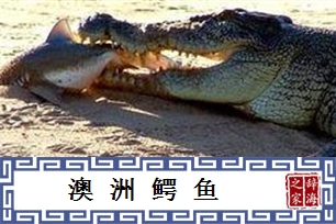 澳洲鳄鱼