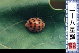 二十八星瓢虫