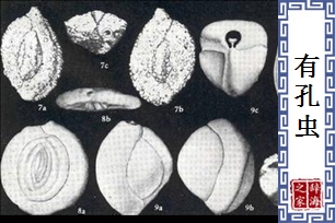 有孔虫