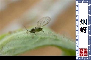 烟蚜