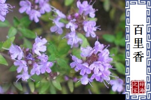 百里香