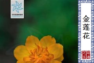 金莲花