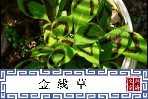 金线草