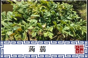 蒟蒻