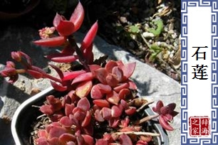 石莲