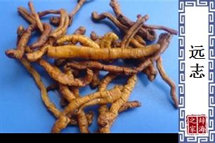 远志