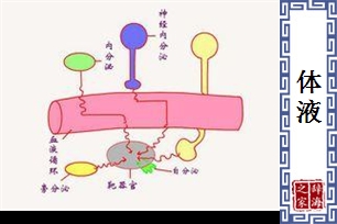 体液