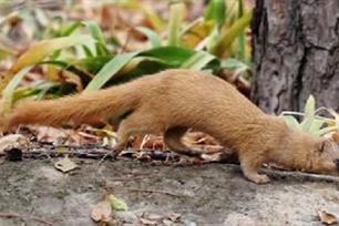 黄鼬