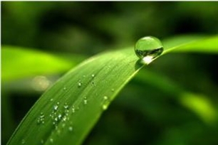 青翠的意思、造句、反义词