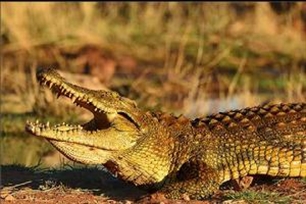 尼罗鳄