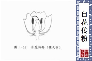 自花传粉