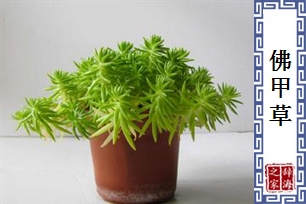 佛甲草