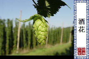 酒花