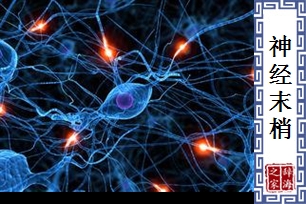 神经末梢