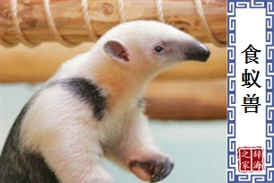 食蚁兽