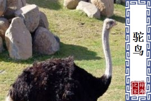 驼鸟