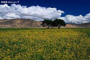 旷野的意思、造句、近义词