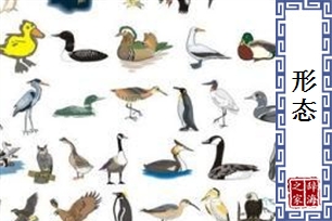 形态
