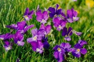 紫罗兰