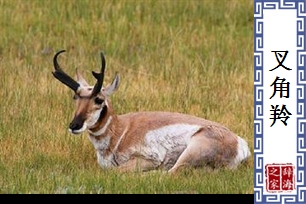 叉角羚