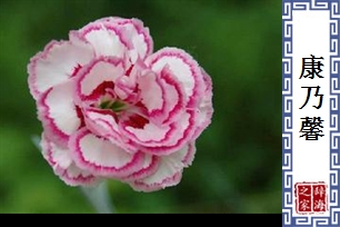 康乃馨
