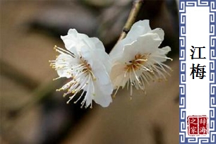 江梅
