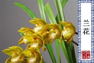 兰花