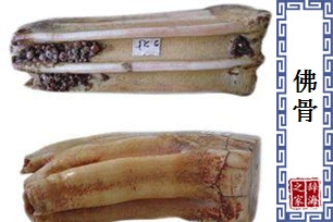 佛骨