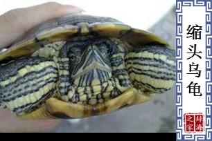 缩头乌龟