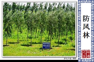 防风林