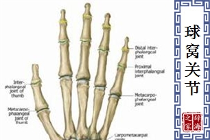 球窝关节