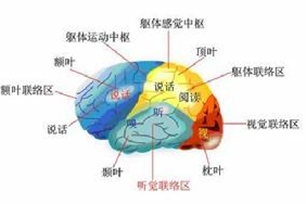 大脑皮层
