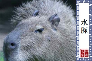 水豚