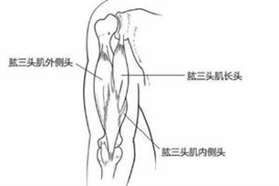 肱三头肌